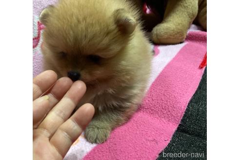 成約済の福岡県のポメラニアン-149296の8枚目