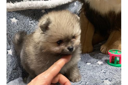 成約済の福岡県のポメラニアン-149298の7枚目