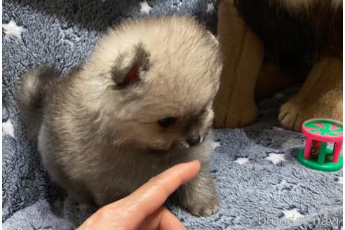 成約済の福岡県のポメラニアン-149298の8枚目