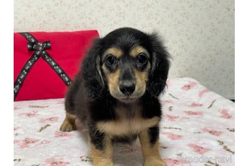 成約済の埼玉県のカニンヘンダックスフンド(ロングヘアード)-145551の2枚目