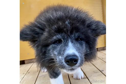 成約済の群馬県の秋田犬-149312の1枚目