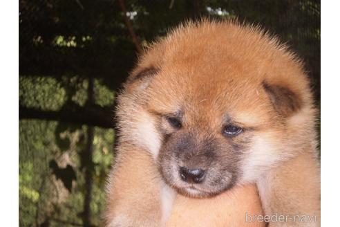 成約済の三重県の柴犬-149336の3枚目