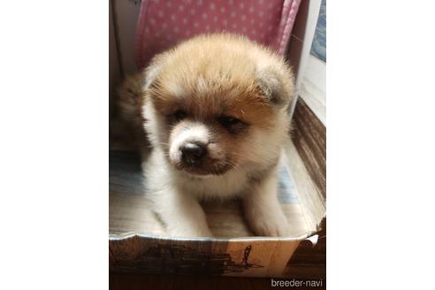 成約済の群馬県の秋田犬-149330の2枚目