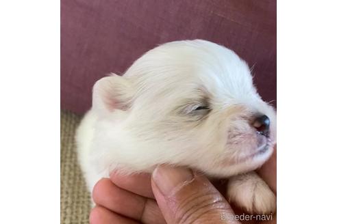 成約済の埼玉県のポメラニアン-149339の12枚目