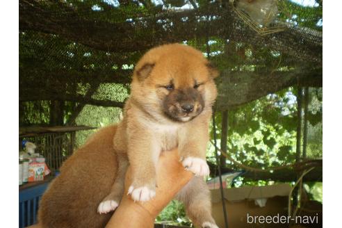 成約済の三重県の柴犬-149343の6枚目