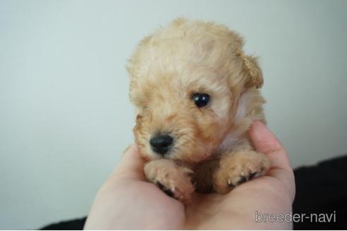 成約済の奈良県のトイプードル-149342の5枚目