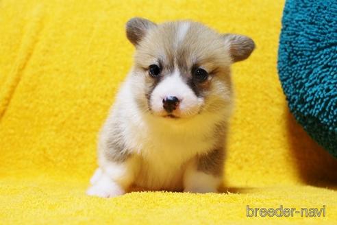 子犬