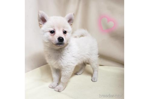 成約済の茨城県のミックス犬-145570の10枚目