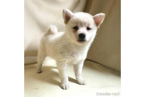 成約済の茨城県のミックス犬-145570の9枚目