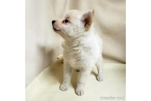 成約済の茨城県のミックス犬-145570の8枚目