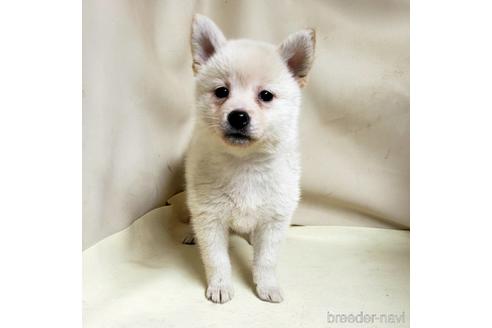 成約済の茨城県のミックス犬-145570の6枚目