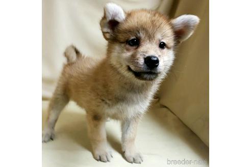 成約済の茨城県のミックス犬-145567
