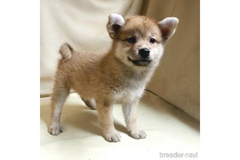 成約済の茨城県のミックス犬-145567の5枚目