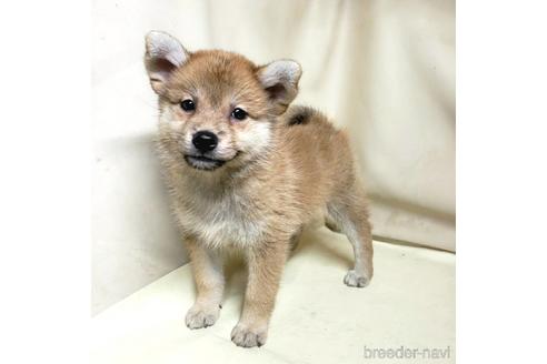 成約済の茨城県のミックス犬-145567の4枚目