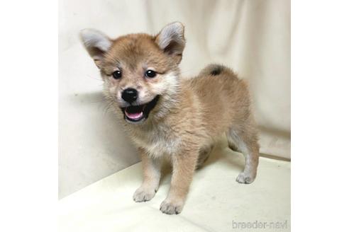 成約済の茨城県のミックス犬-145567の3枚目