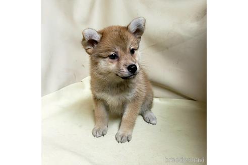 成約済の茨城県のミックス犬-145567の2枚目