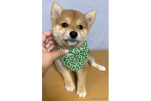 成約済の茨城県の柴犬-148715の1枚目