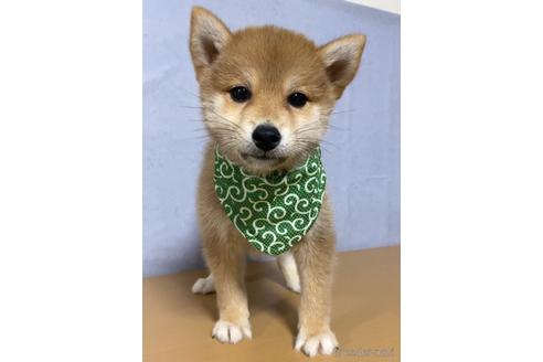 成約済の茨城県の柴犬-148715の5枚目