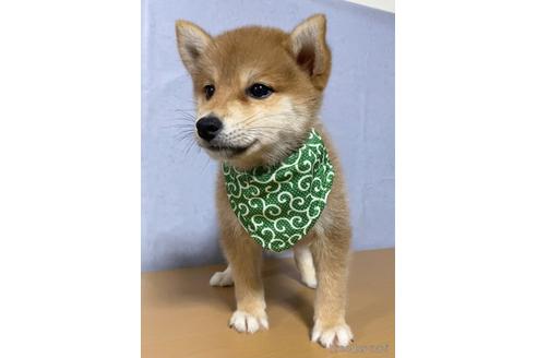 成約済の茨城県の柴犬-148715の4枚目