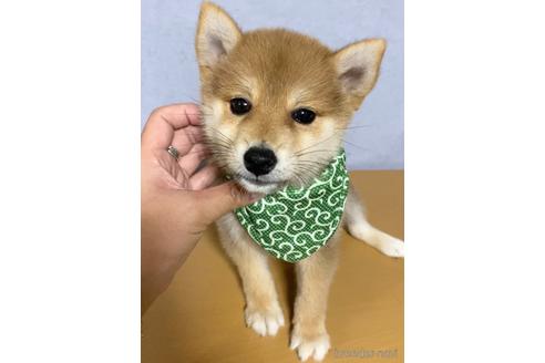 成約済の茨城県の柴犬-148715の3枚目