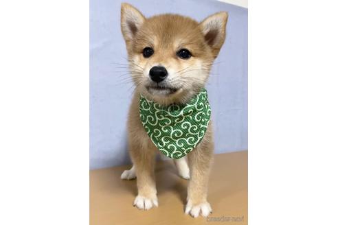 成約済の茨城県の柴犬-148715の2枚目