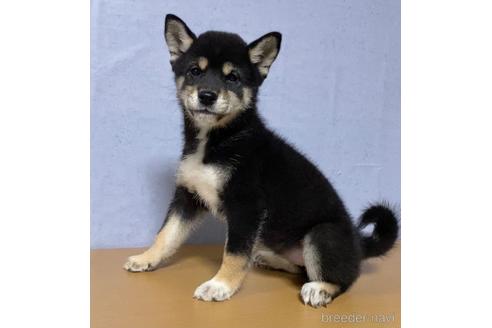 成約済の茨城県の柴犬-148817の4枚目