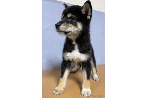 成約済の茨城県の柴犬-148817の1枚目