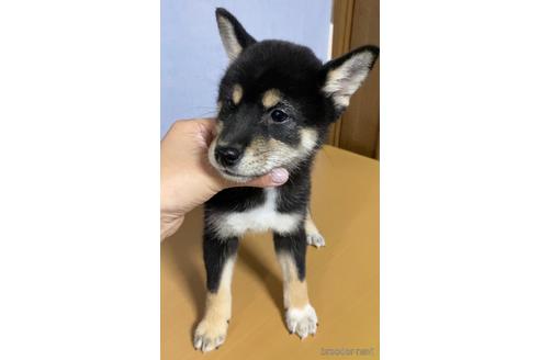 成約済の茨城県の柴犬-148817の5枚目