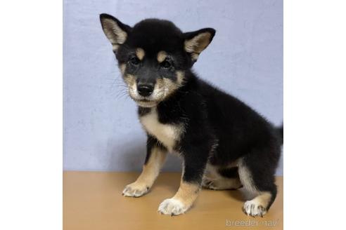成約済の茨城県の柴犬-148817の3枚目