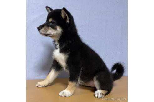 成約済の茨城県の柴犬-148817の2枚目