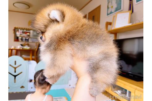 成約済の岐阜県のポメラニアン-144146の12枚目