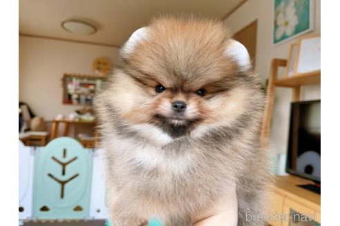 成約済の岐阜県のポメラニアン-144146の13枚目