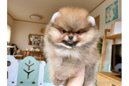 成約済の岐阜県のポメラニアン-144146の11枚目