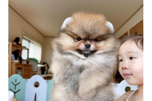 成約済の岐阜県のポメラニアン-144146の9枚目