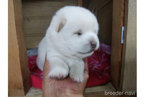 成約済の岡山県の柴犬-149397の1枚目