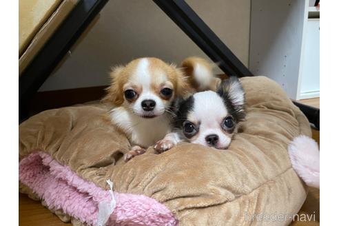 成約済の埼玉県のチワワ(ロングコート)-128559の4枚目