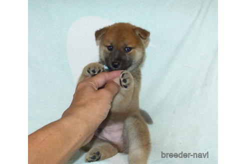 成約済の静岡県の柴犬-149405の3枚目