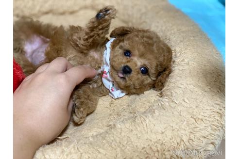 成約済の香川県のティーカッププードル-148033の3枚目