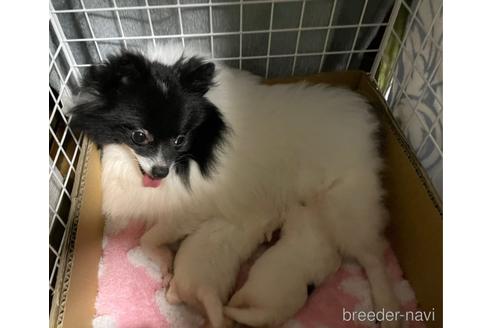 成約済の愛知県のポメラニアン-149464の6枚目
