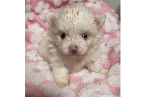 成約済の愛知県のポメラニアン-149464の5枚目