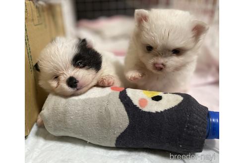 成約済の愛知県のポメラニアン-149464の4枚目