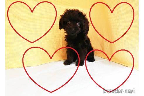 成約済の東京都のミックス犬-147490の1枚目
