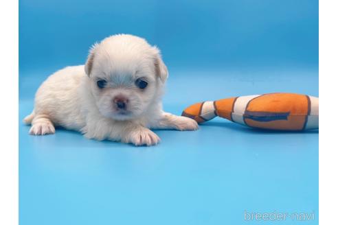 成約済の東京都のミックス犬-149544の2枚目