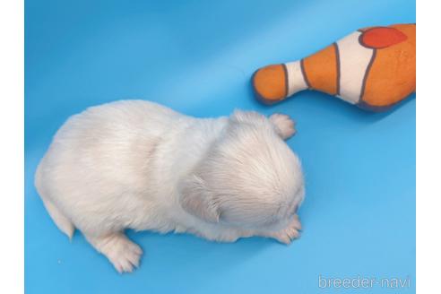 成約済の東京都のミックス犬-149544の3枚目