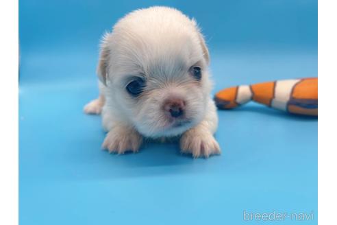 成約済の東京都のミックス犬-149544の6枚目