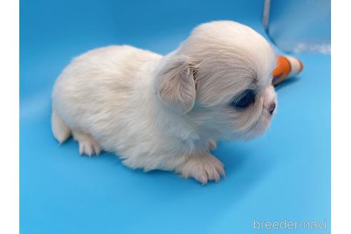 成約済の東京都のミックス犬-149544の4枚目