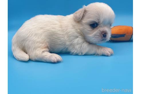 成約済の東京都のミックス犬-149544の8枚目