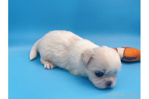 成約済の東京都のミックス犬-149544の7枚目