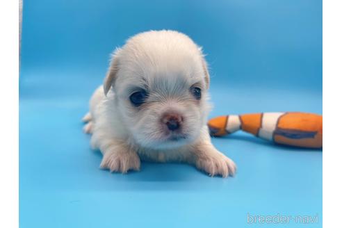 成約済の東京都のミックス犬-149544の1枚目