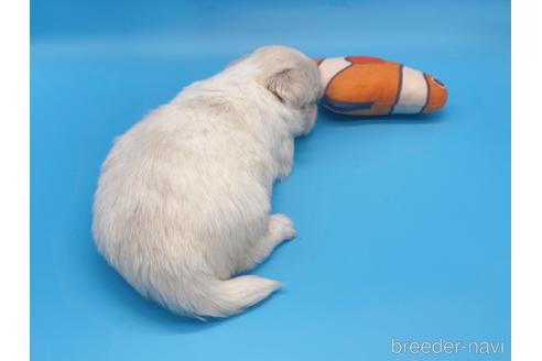 成約済の東京都のミックス犬-149542の7枚目